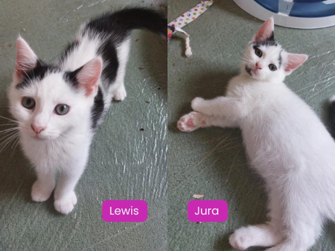 Lewis and Jura