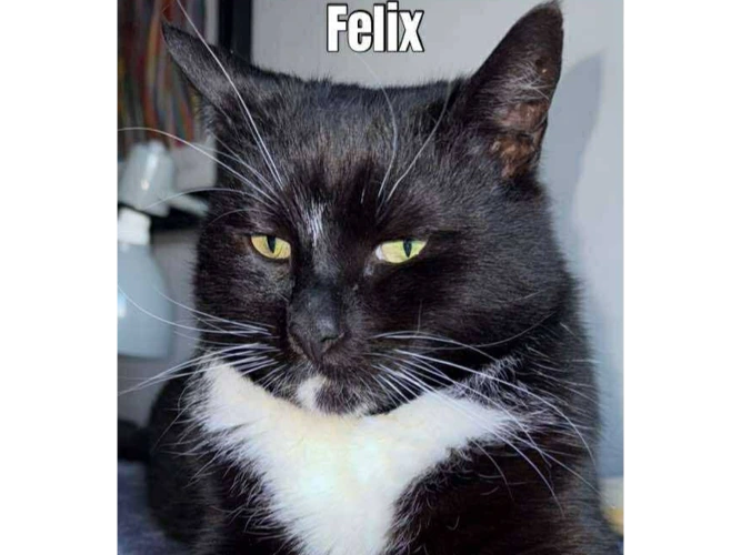 Felix