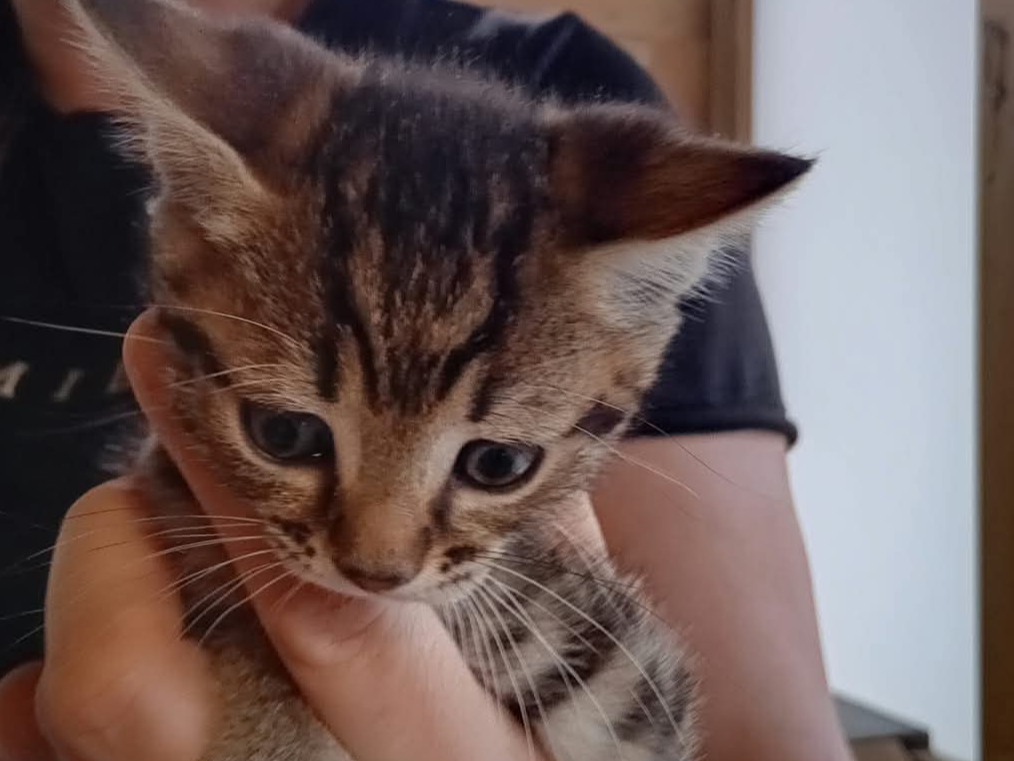 5 Kittens