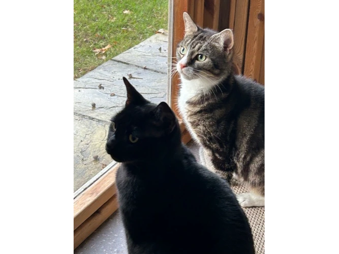 Cola & Tetley
