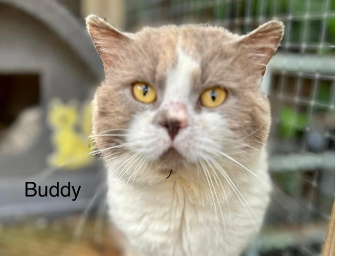 Buddy