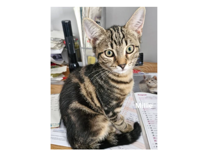 MILLIE