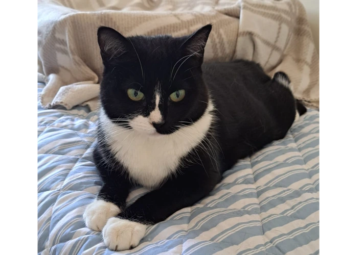 Oreo