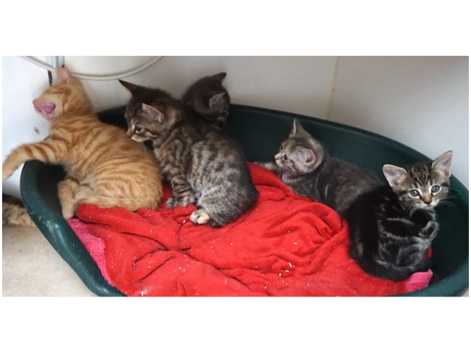 AMBER's KITTENS