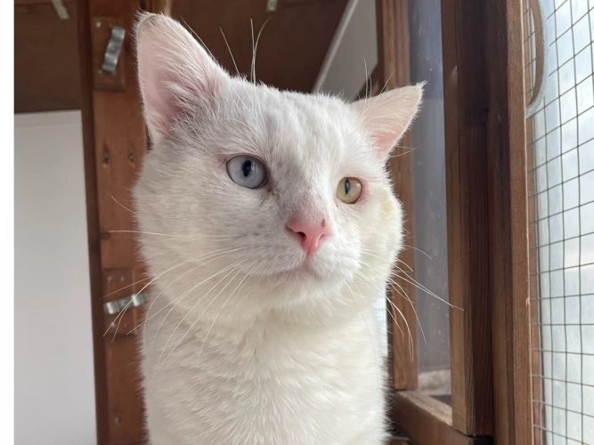 Henry