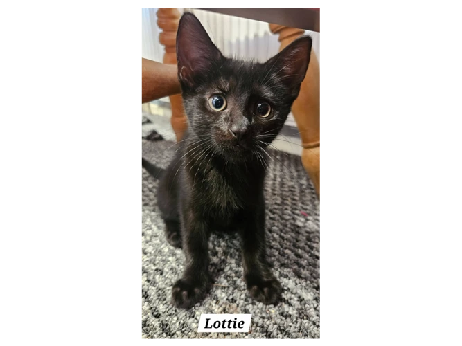 LOTTIE