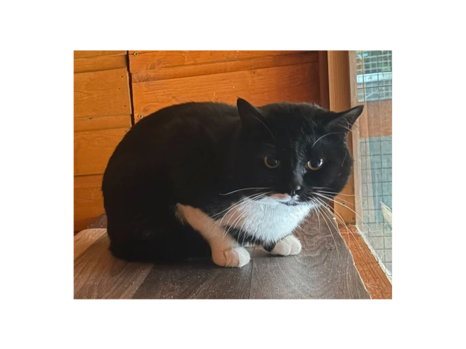 Sox