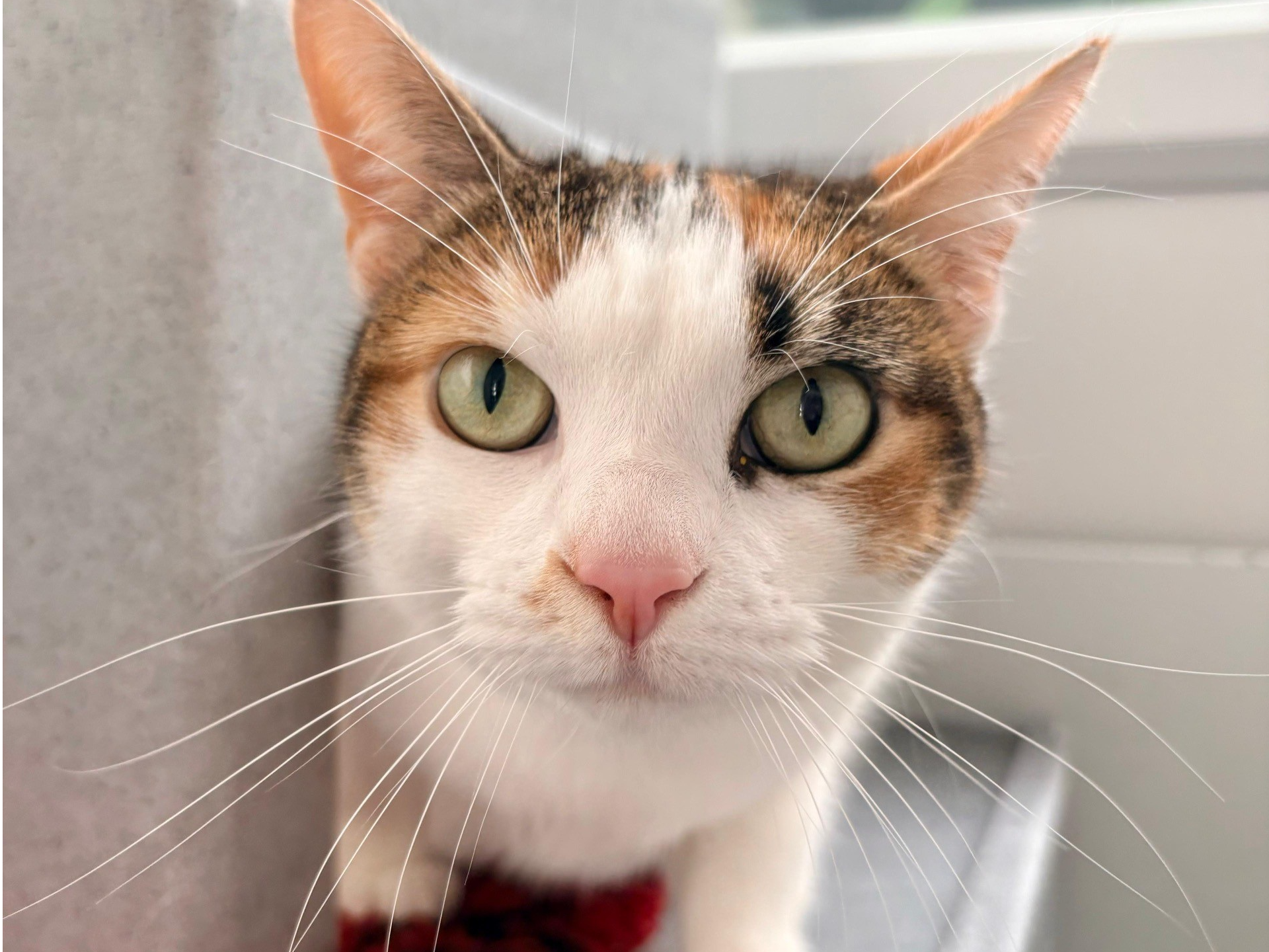 Beanswax — Domestic Cat