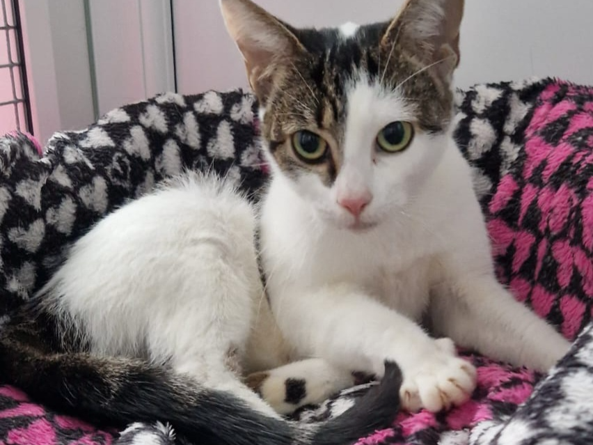 Skye — Domestic Cat