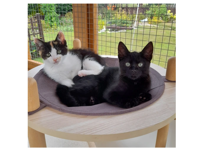 Tia and Shiraz