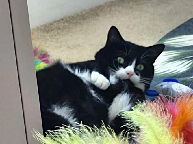 Sylvester - OUTDOOR HOME NEEDED