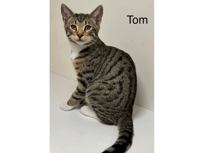 TOM