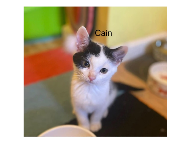 Cain