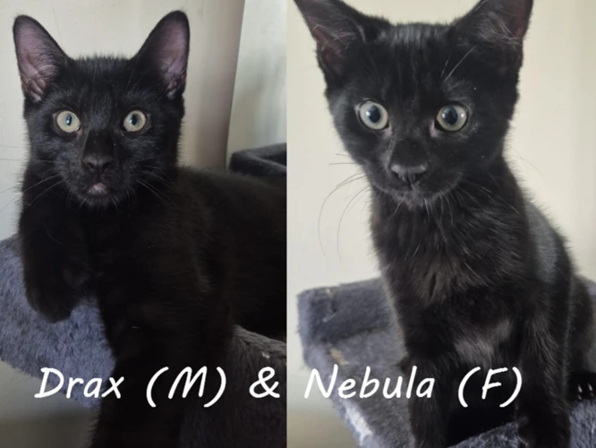 Drax & Nebula