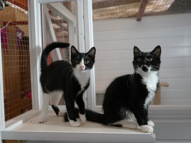 Barbel (Right) and Flounder (Left)