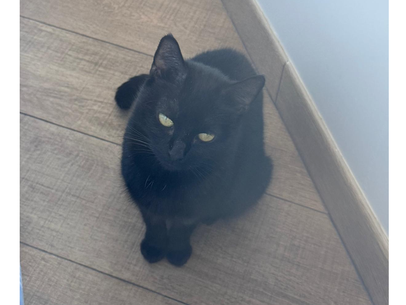 Lola — Domestic Cat