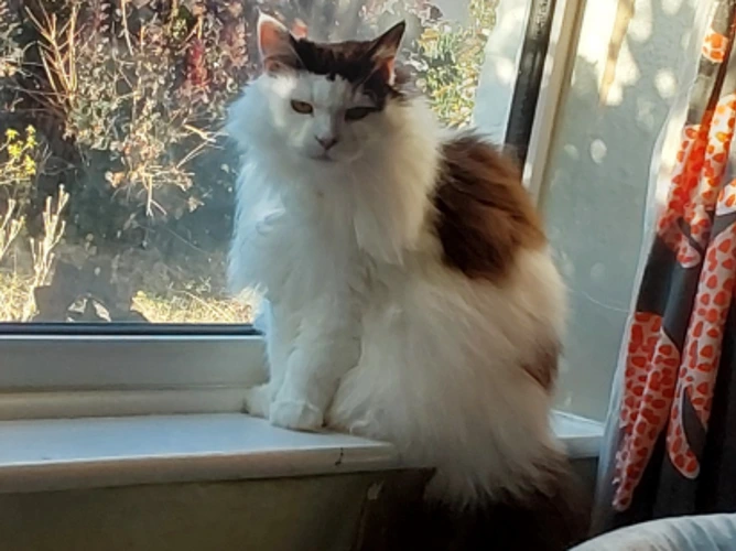 Cleo