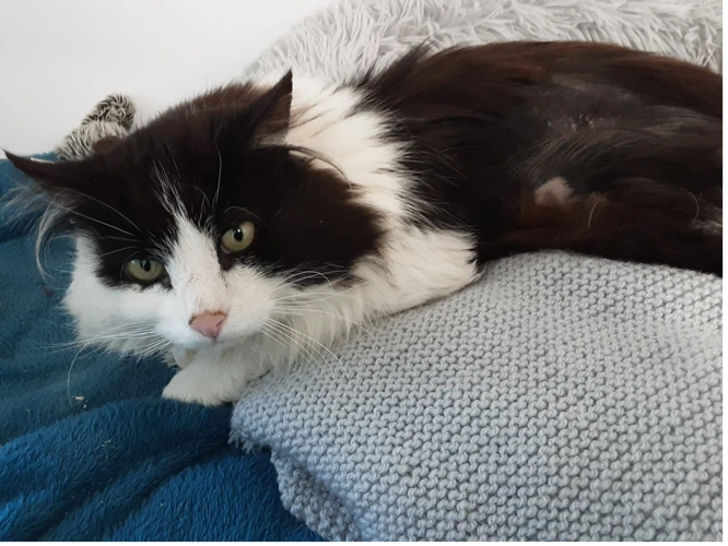 Percival