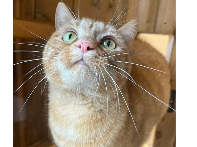 Simba
