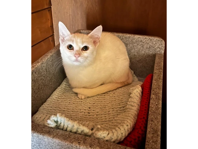 Bubs