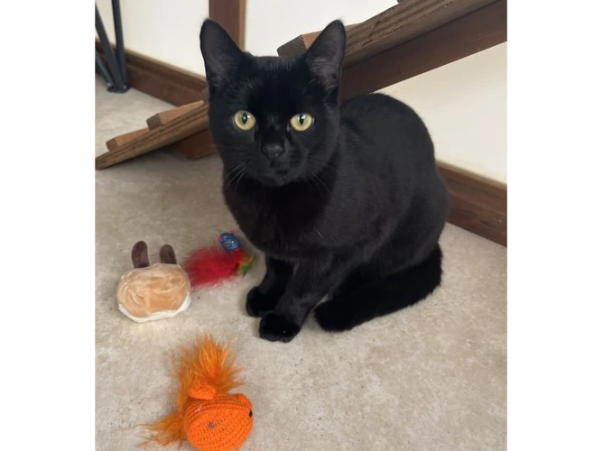 Bobby (and Milo)