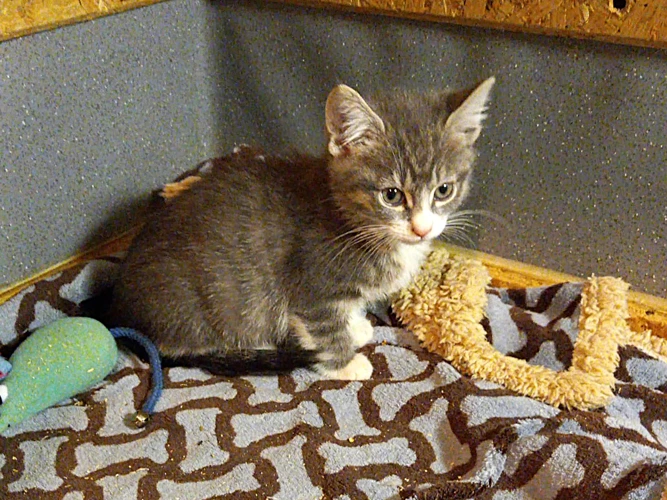 Kittens – Sabre & Viper