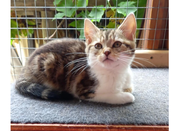 Kittens – Bob the Builder kittens - 💗 Sandy