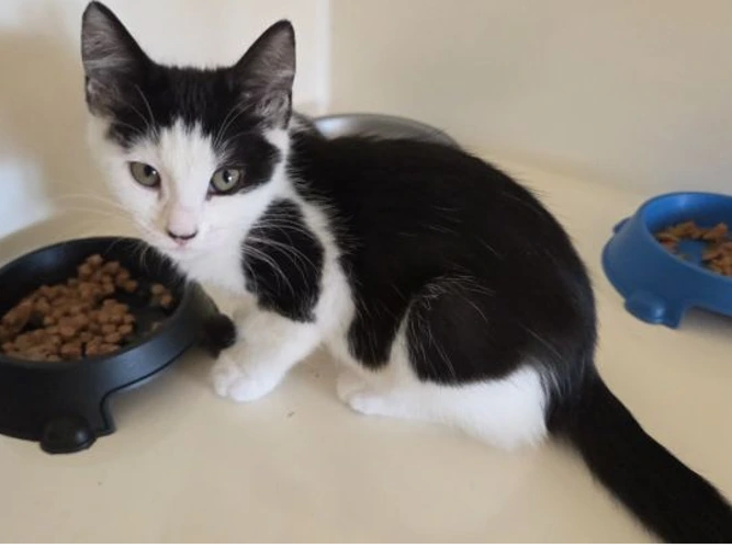 Callie  (see also Chloe, Comet  &  Cyrus)
