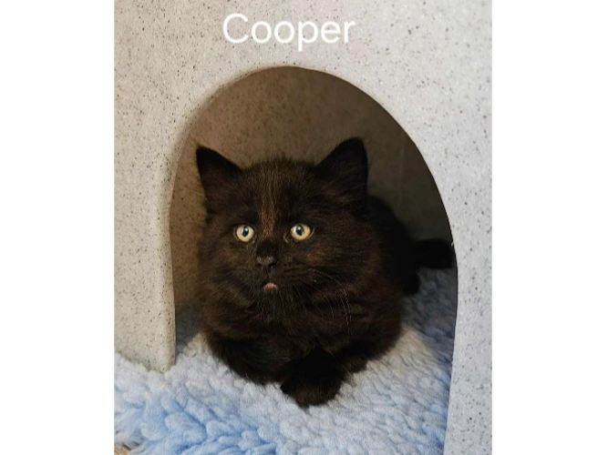 Cooper