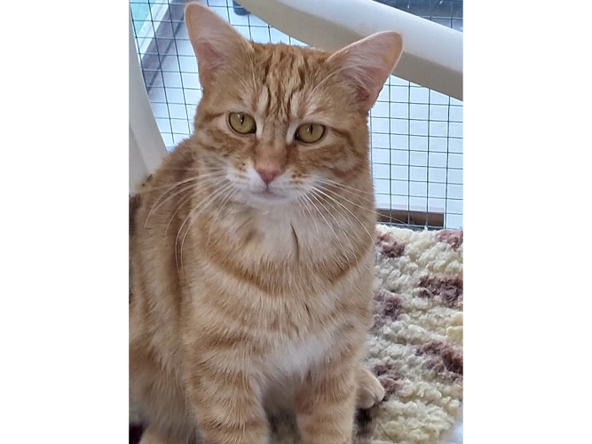Garfield