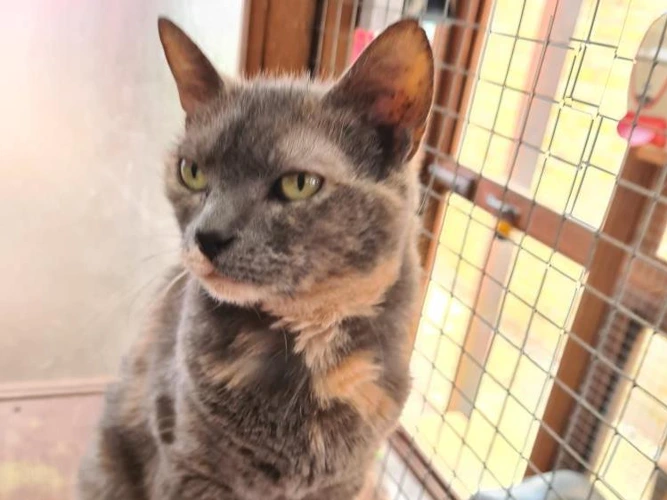 Elsie
