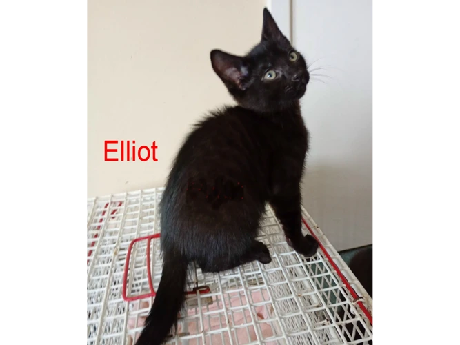 ELLIOT