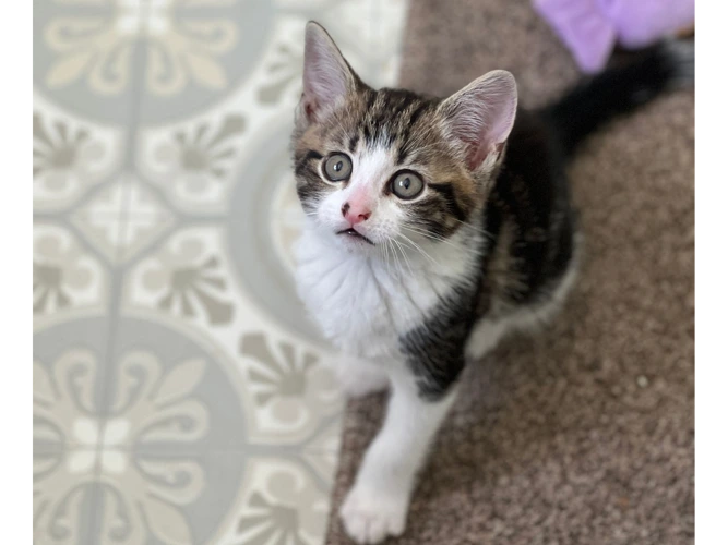 Kitten - Clyde