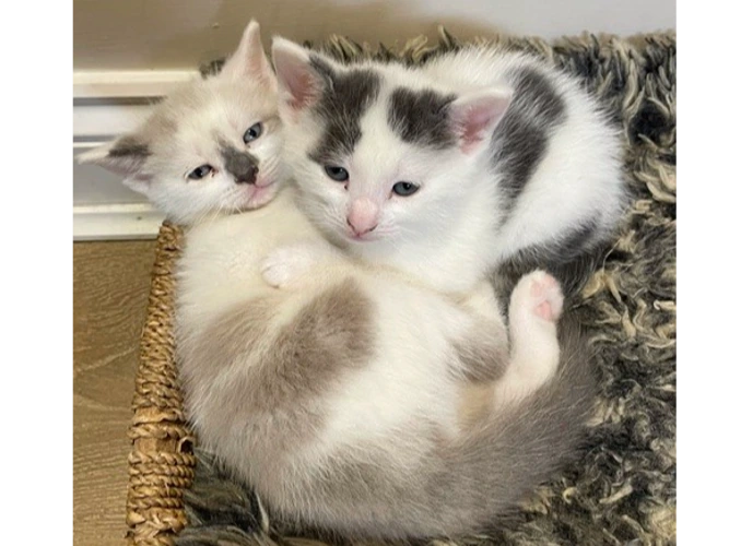 Thai & Java (PAIR)