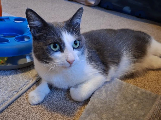 4-year-old Misty
