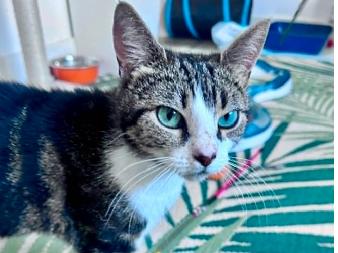 Elsie