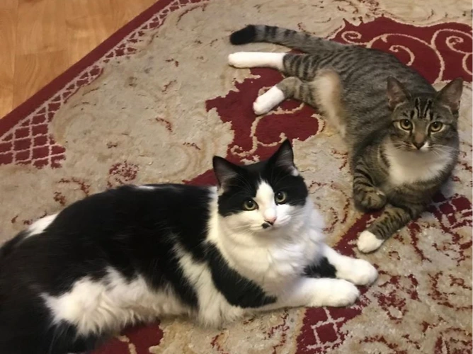 Sheba and Shanti