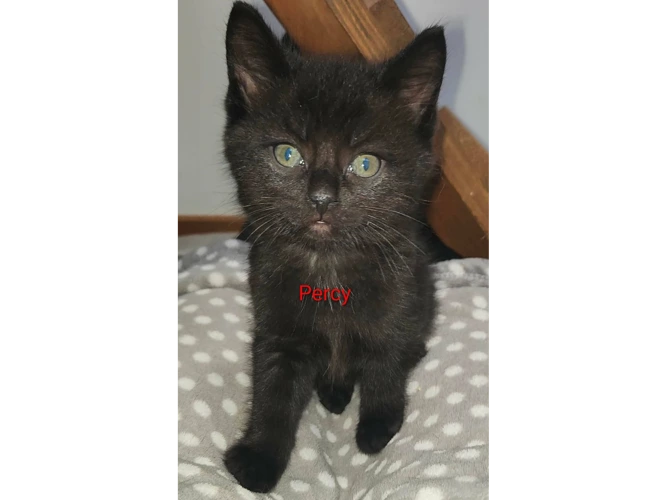 PERCY