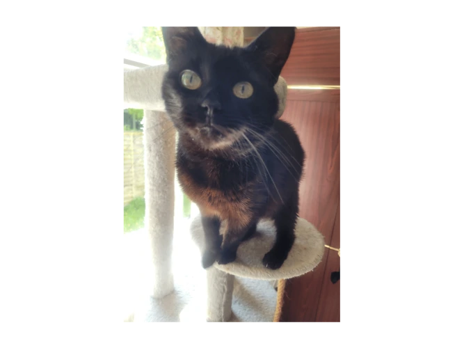 Peanut