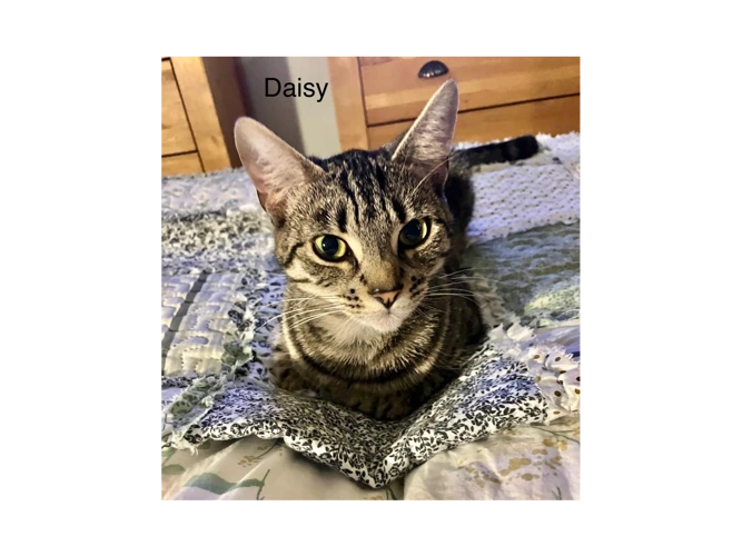 Daisy