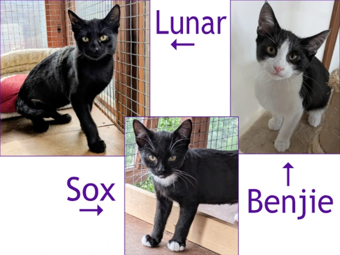 Benjie, Lunar & Sox