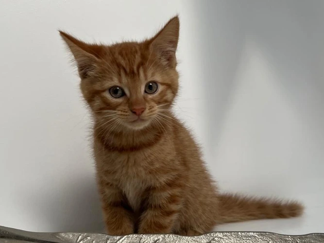 Benny