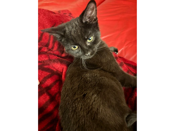 Caspar of Caspar and Kipper