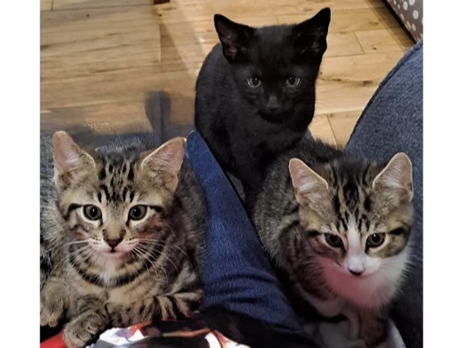 Vettings Booked - Cartier, Wish and Diamond