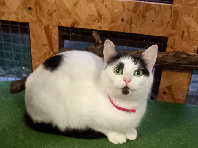 Professional Mousers – Nancy & Tess