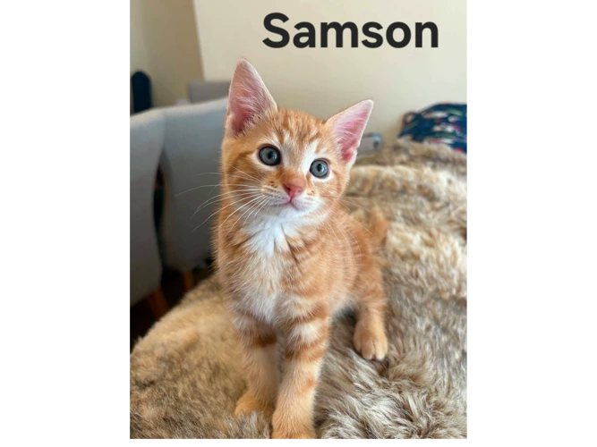 SAMSON