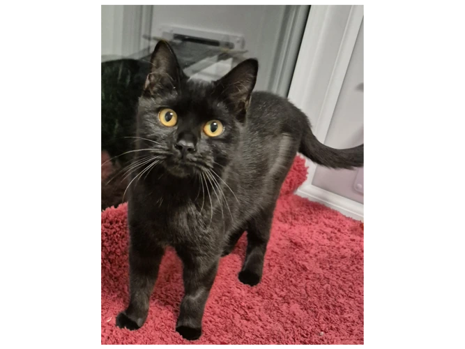 Kitty