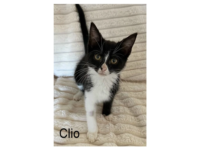 CLIO