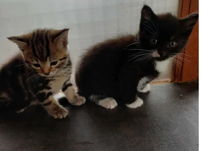 Dynamic Duo
