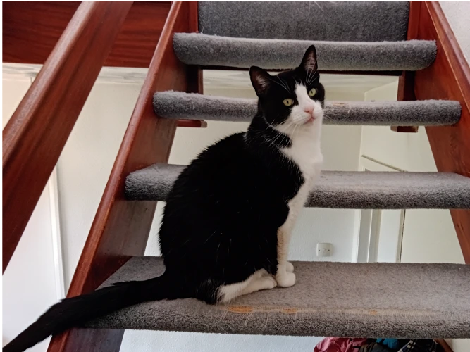 Alfie